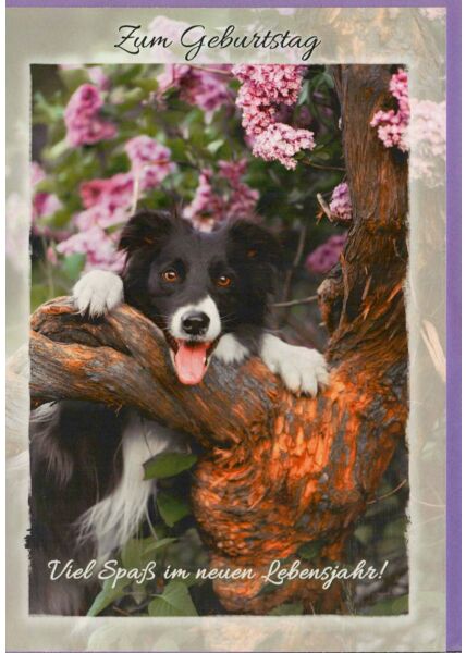 Geburtstagskarte Hund hängt im Baum