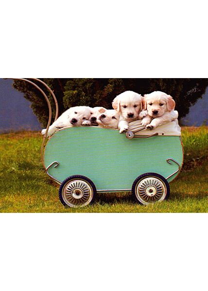 Postkarte blanko Hundewelpen Bollerwagen: Friends Forever