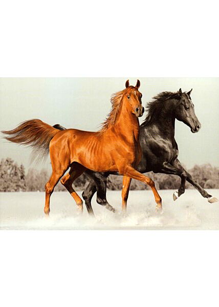 Postkarte zwei Pferde Noble Horses