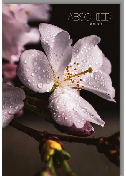 Trauerkarte Beileid Abschied nehmen Blume Regentropfen