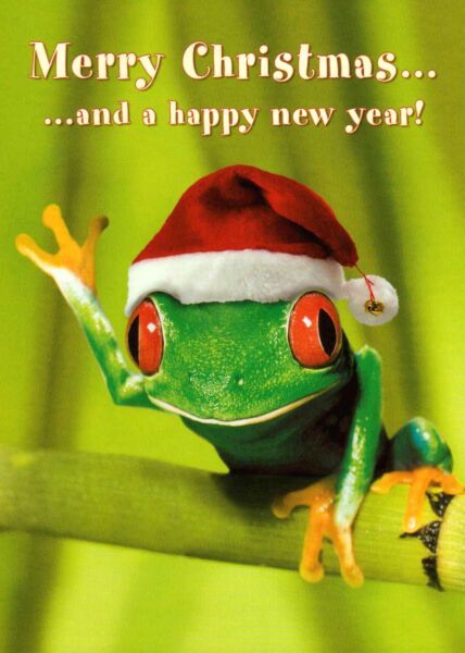 Weihnachtspostkarte witzig Frosch mit Weihnachtsmütze