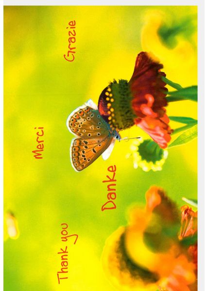 Danksagungskarte Spruch Thank You Merci Grazie Danke Motiv Schmetterling