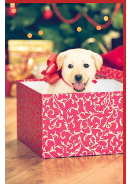 Weihnachtskarte Hund Welpen Geschenk neutral