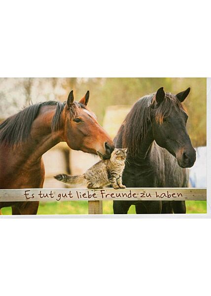 Grußkarte Freundschaft Pferde und Katze