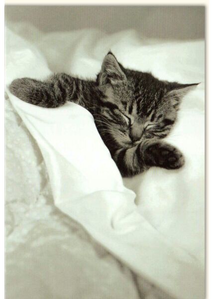 Blankokarte schwarz weiß Sleep tight little kitten!