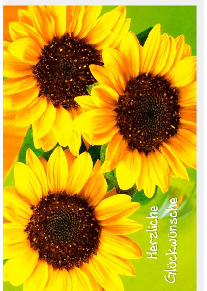 Glückwunschkarte riesen Sonnenblume Spruch Herzliche Glückwünsche