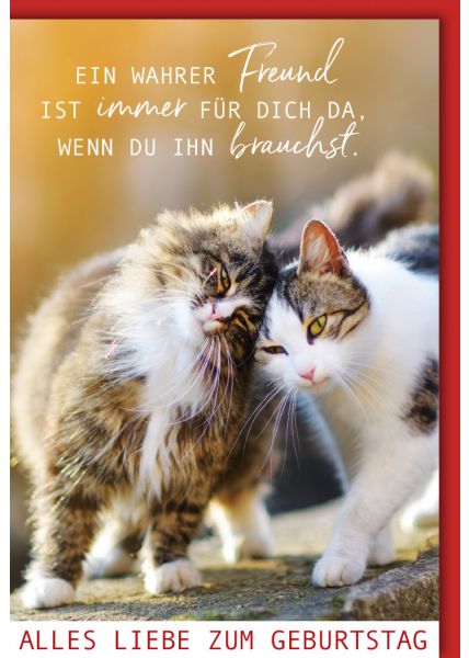 Karte Geburtstag Katzen Spruch Ein wahrer Freund