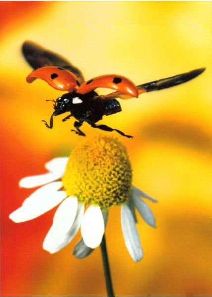 Postkarte blanko Ladybird - Marienkäfer