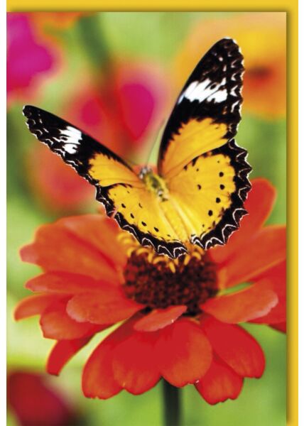 Grußkarte blanko ohne Text Schmetterling Blume Natur