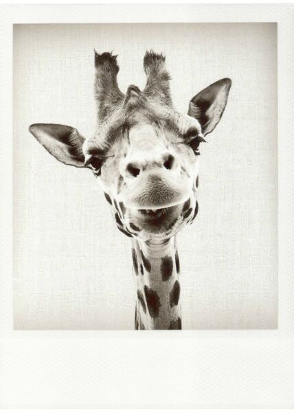 Schwarzweiss-Postkarte Giraffe