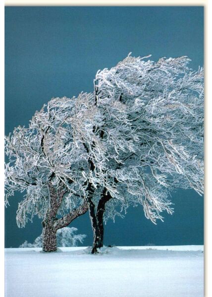 Blankokarte Trees in snow Glitzerlack