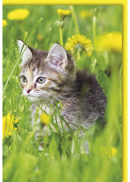 Blankokarten-Tier Katze im Gras mit gelbem Rand