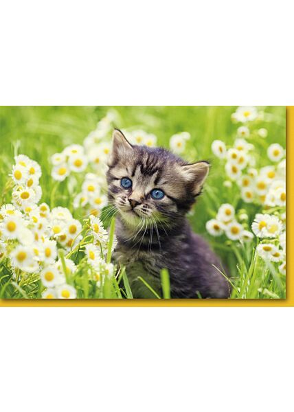 Grußkarte Katze in Wiese mit Blumen