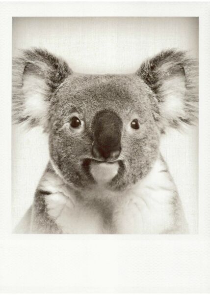 Schwarzweiss-Postkarte Koala