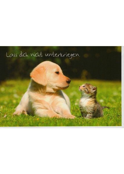 Grußkarte Hund und Katze Spruch unterkriegen