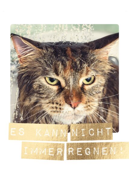 Postkarte Spruch nasse Katze. Es kann nicht immer regnen