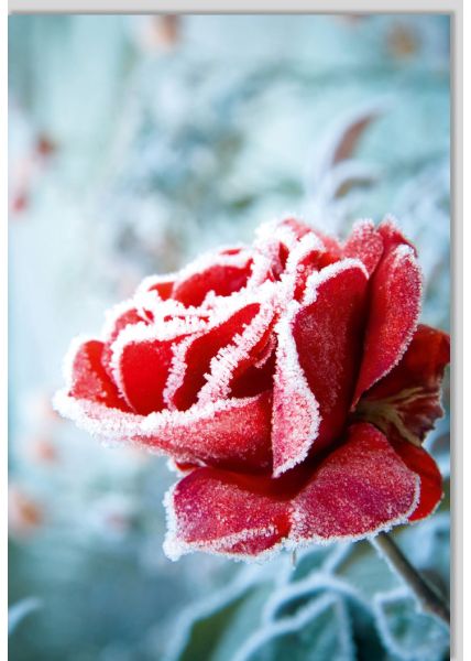 Blankokarte besonders Blumen Natur Gutsch blanko Eis Rose Tau