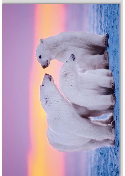 Blankokarte Tiere Gutsch blanko Eisbären