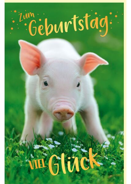 Geburtstagskarte Tiere Motiv Schwein mit Goldfolie