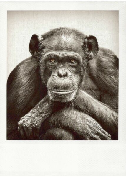 Schwarzweiss-Postkarte Schimpanse