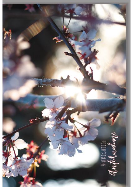 Trauerkarte Blumen Text Aufrichtige Anteilnahme, Ast Sonnenschein