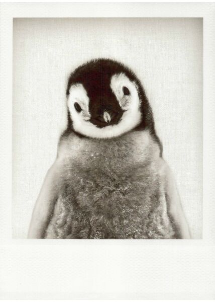 Schwarzweiss-Postkarte Pinguinbaby