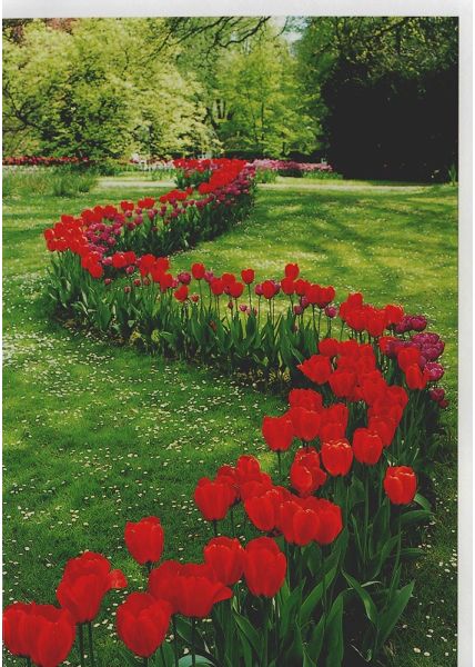 Grußkarte Blumen rote Tulpen Wiese