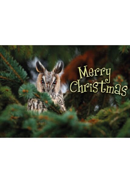 Weihnachtspostkarte Eule im Baum: Merry Christmas