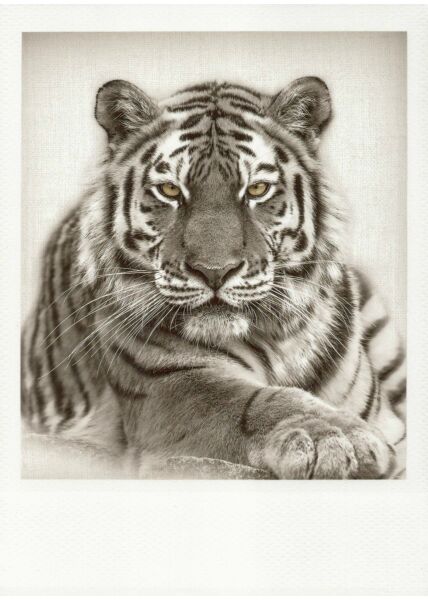 Schwarzweiss-Postkarte Tiger