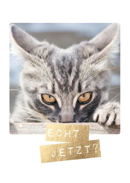 Postkarte lustig Katze Echt jetzt?