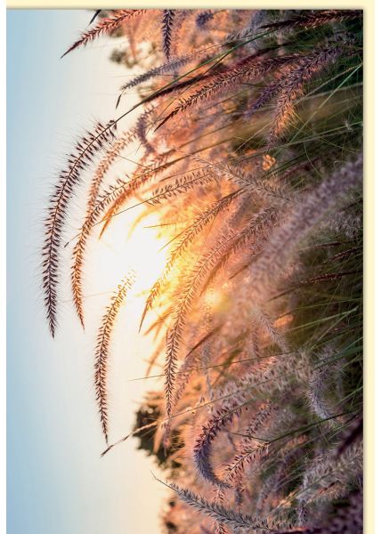 Blumen-Natur - Blankokarten Sonnenuntergang hinter Gräsern und Blumen im Feld