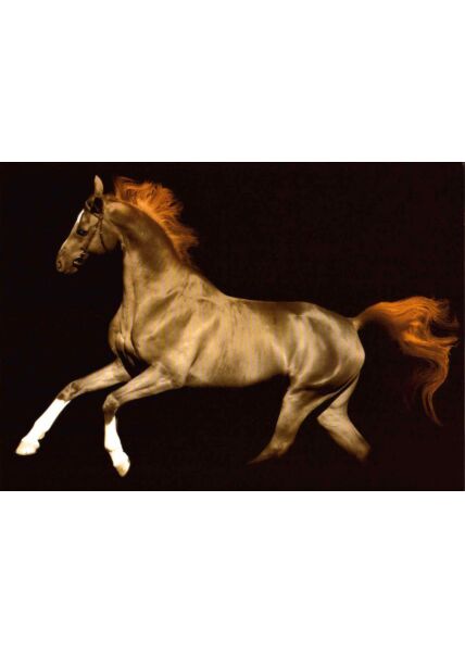 Postkarte blanko magic Horse Schimmel