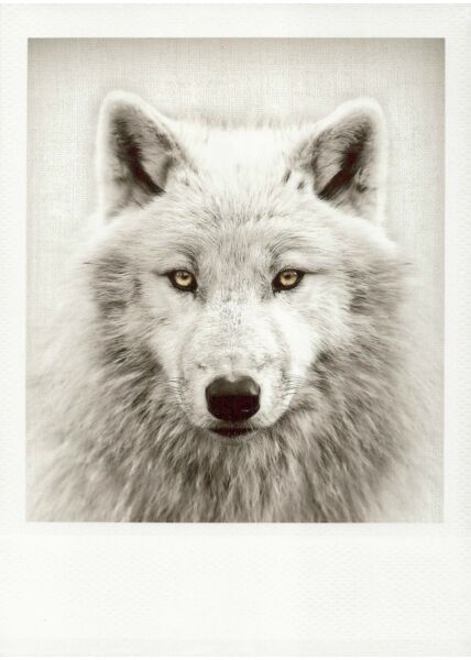 Schwarzweiss-Postkarte Wolf