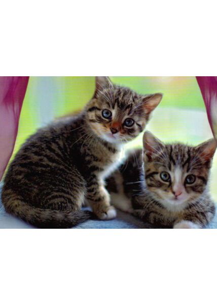 Postkarte Katzen niedlich Kittens