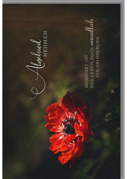Trauerkarte Rote Blume Text Begrenzt ist das Leben