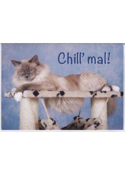 Grusskarte lustig, Katze, Tiermotiv: Chill mal!