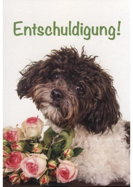 Postkarte Entschuldigung, Entschuldigungskarte Hund: "Entschuldigung!" 
